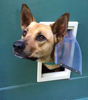 Pet Door Options For Your Home