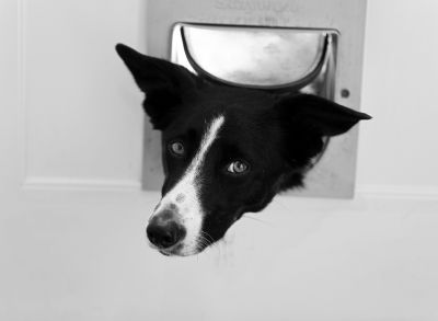 Pet Door Options For Your Home